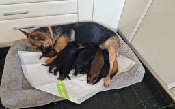 German Shepherd dogs for sale: German Shepherd Puppies  for sale. - Image 5