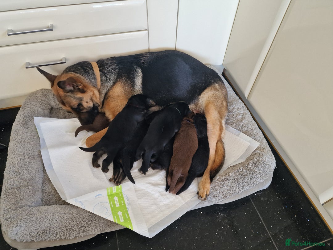 German Shepherd dogs for sale: German Shepherd Puppies  for sale. - Image 5