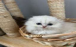 Scottish Fold cats for sale: Pedigree Champion line SFLH girl  in Rainham - Image 18