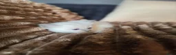 Ragdoll cats for sale: Beautiful Blue Ragdoll Kittens 2 Boys & 3 Girls - Advert 5