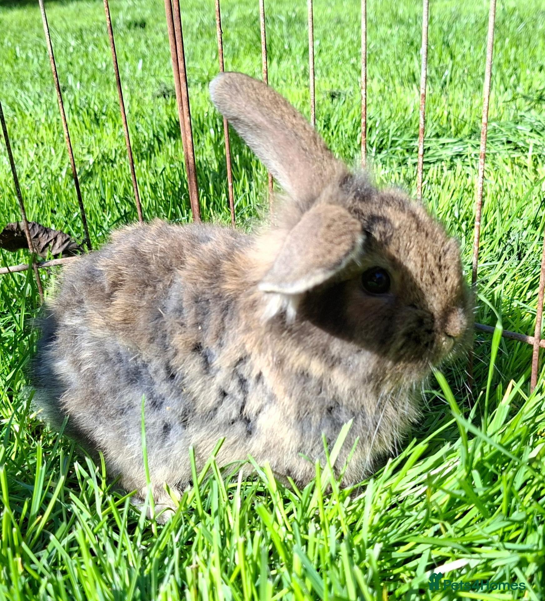 Mini Lop rabbits Pure breed minilop rabbits - Advert 2