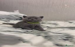 British Shorthair cats for sale: Britishshorthair kittens  - Advert 7