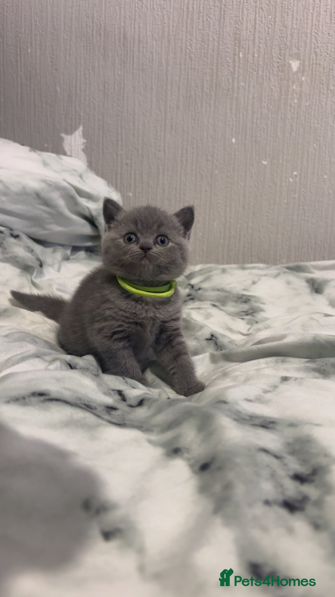 British Shorthair cats for sale: Britishshorthair kittens  - Advert 7
