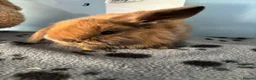 Mini Lop rabbits for sale: 🐰 Beautiful Mini Lop Baby Bunnies– Ready to go 🐰 - Advert 21