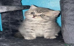 British Shorthair cats for sale: Pure bred British shorthair kittens ( final price) - Image 7