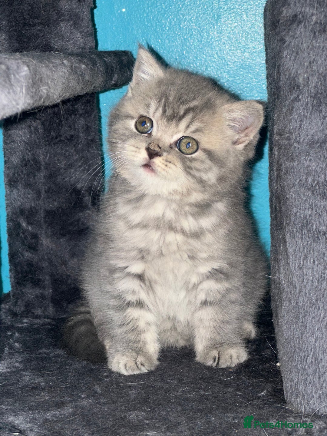 British Shorthair cats for sale: Pure bred British shorthair kittens ( final price) - Image 7