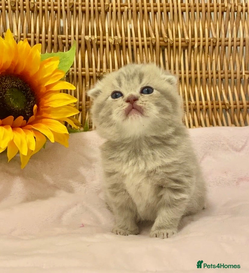 Scottish Fold cats 🧸EXTREMELY RARE CHAMP LINE FAWN SCOTTISH/BSH 😻🧸 - Advert 9