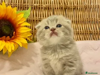 Scottish Fold cats 🧸EXTREMELY RARE CHAMP LINE FAWN SCOTTISH/BSH 😻🧸 - Advert 18