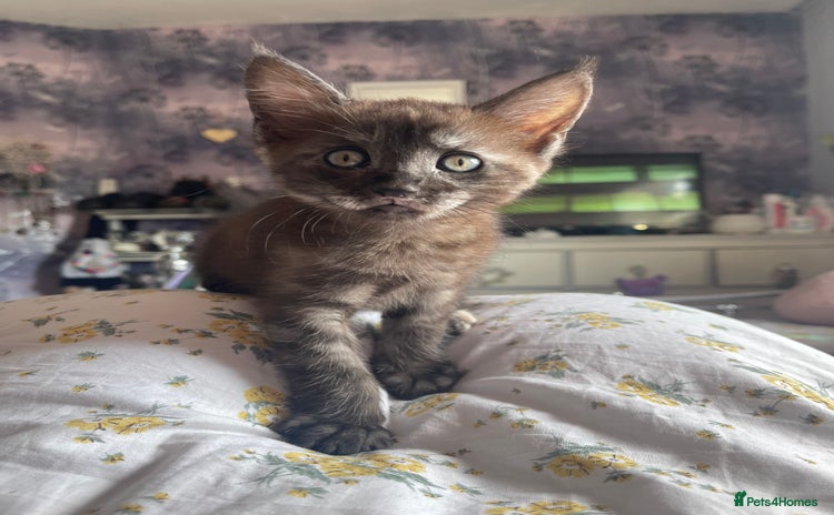 Maine Coon cats - Advert 1