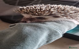 Pygmy Hedgehog rodents for sale: Nova - female hedgehog - Image 3
