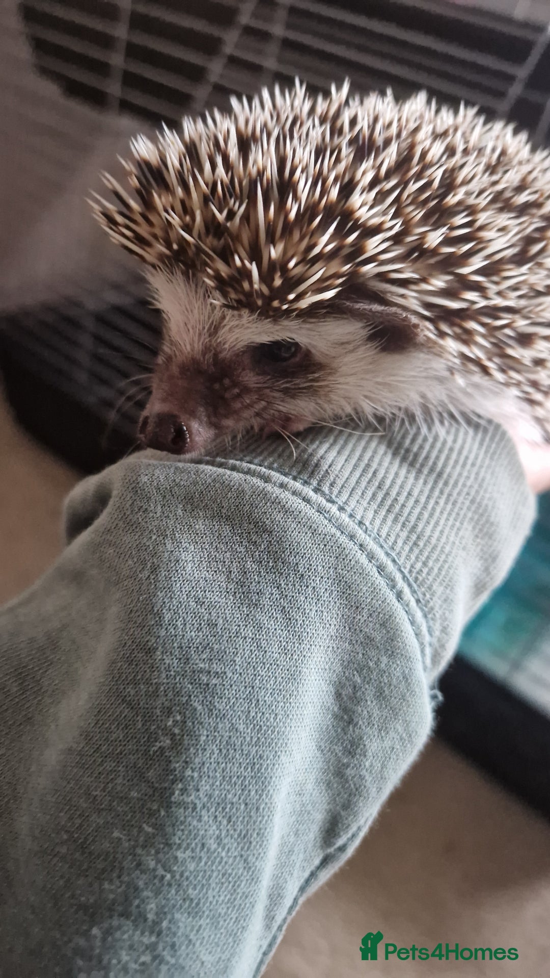 Pygmy Hedgehog rodents for sale: Nova - female hedgehog - Image 3