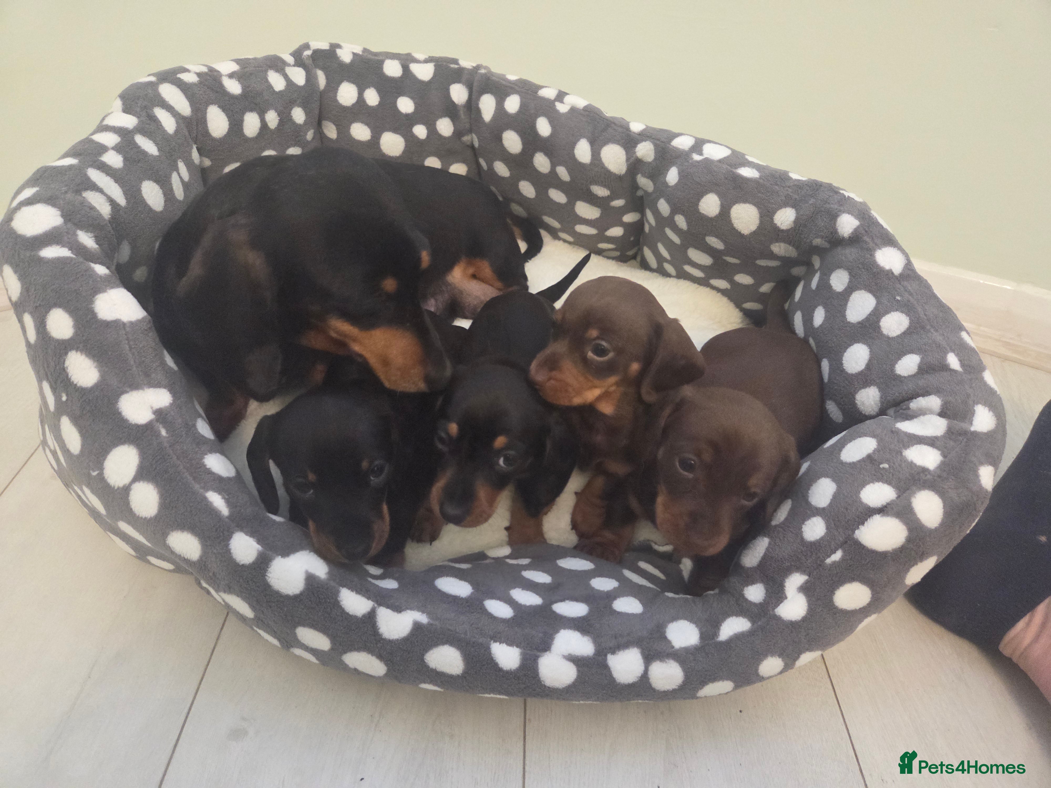 Miniature Dachshund dogs Daxie pups for sale - Advert 5