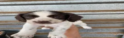 Cocker Spaniel dogs for sale: cocker spaniel puppies  - Advert 11