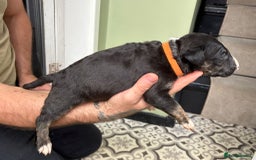 Bull Terrier dogs for sale: 💥 ENGLISH BULL TERRIERS   💥 - Image 5