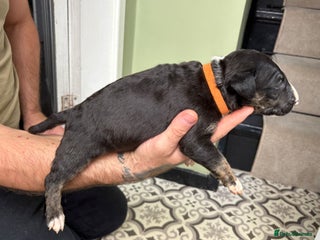 Bull Terrier dogs - Advert 29