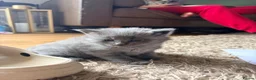 Maine Coon cats for sale: Maine coon boy 🤍 - Advert 4