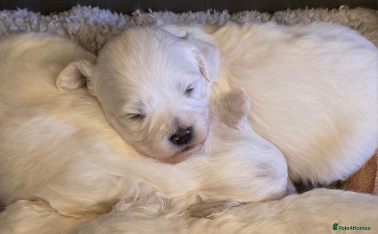 Bichon Frise dogs - Advert 5
