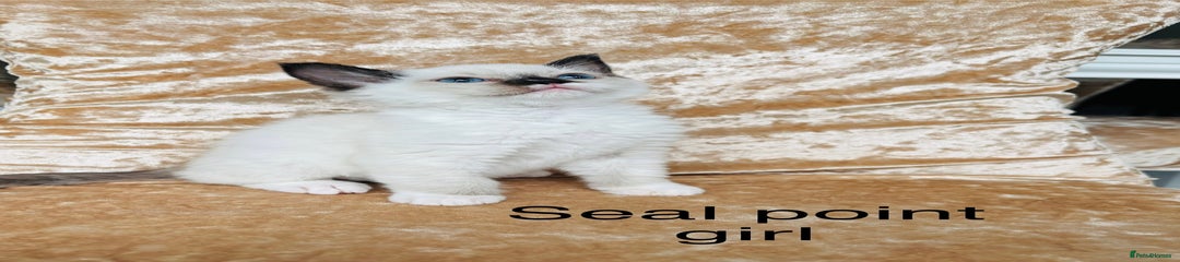 Ragdoll Kitten 1