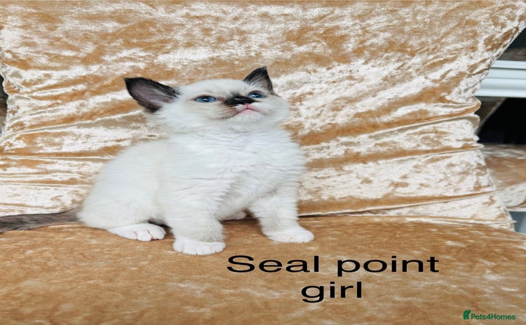 Ragdoll cats - Advert 12