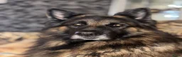 German Shepherd dogs for sale: Gorgeous German shepherd puppies  - Advert 8