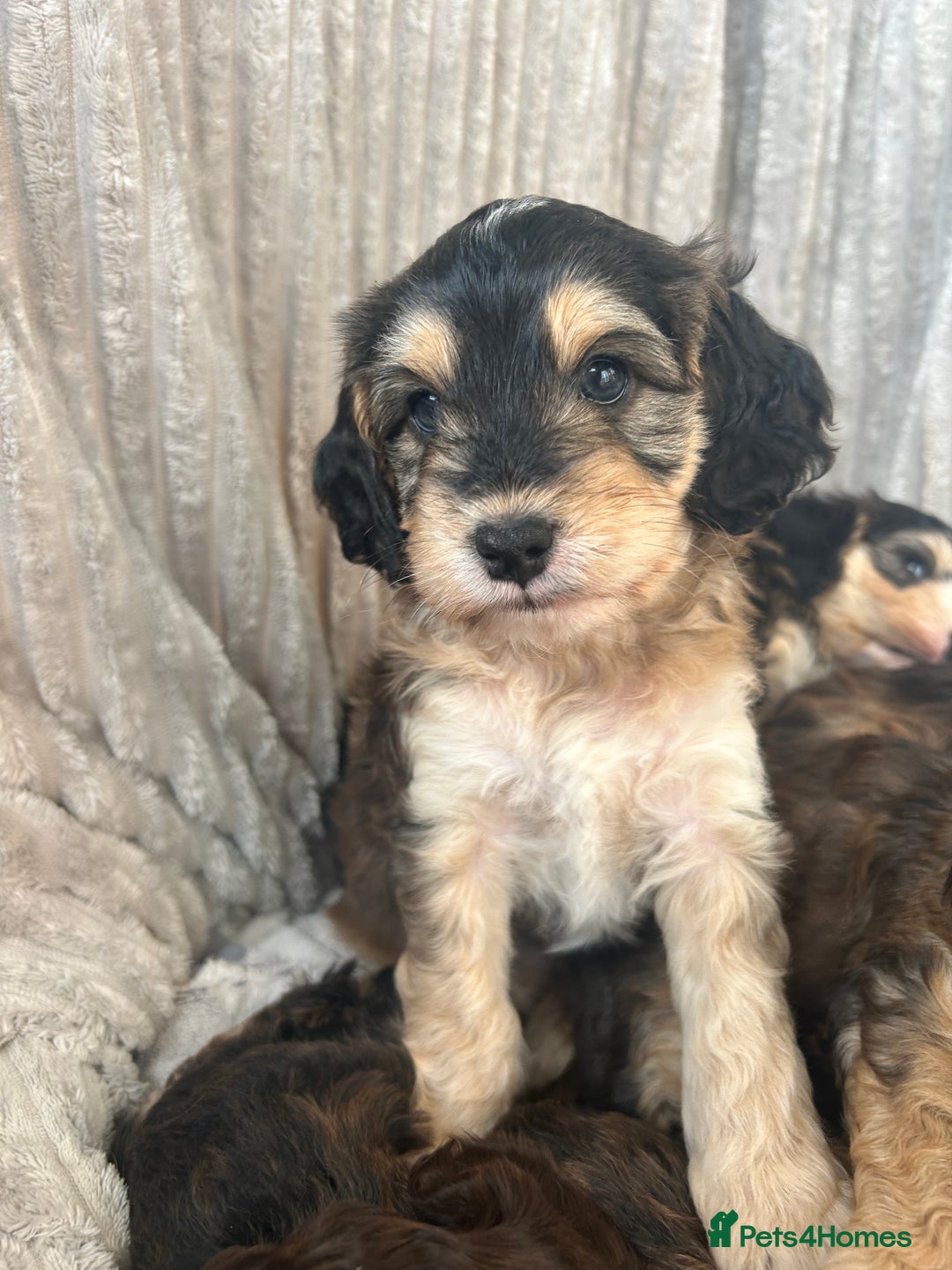 Cockapoo dogs for sale: Cockapoo Puppies - Image 33