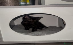 Mixed Breed cats for sale: Mixed breed kittens  - Image 14