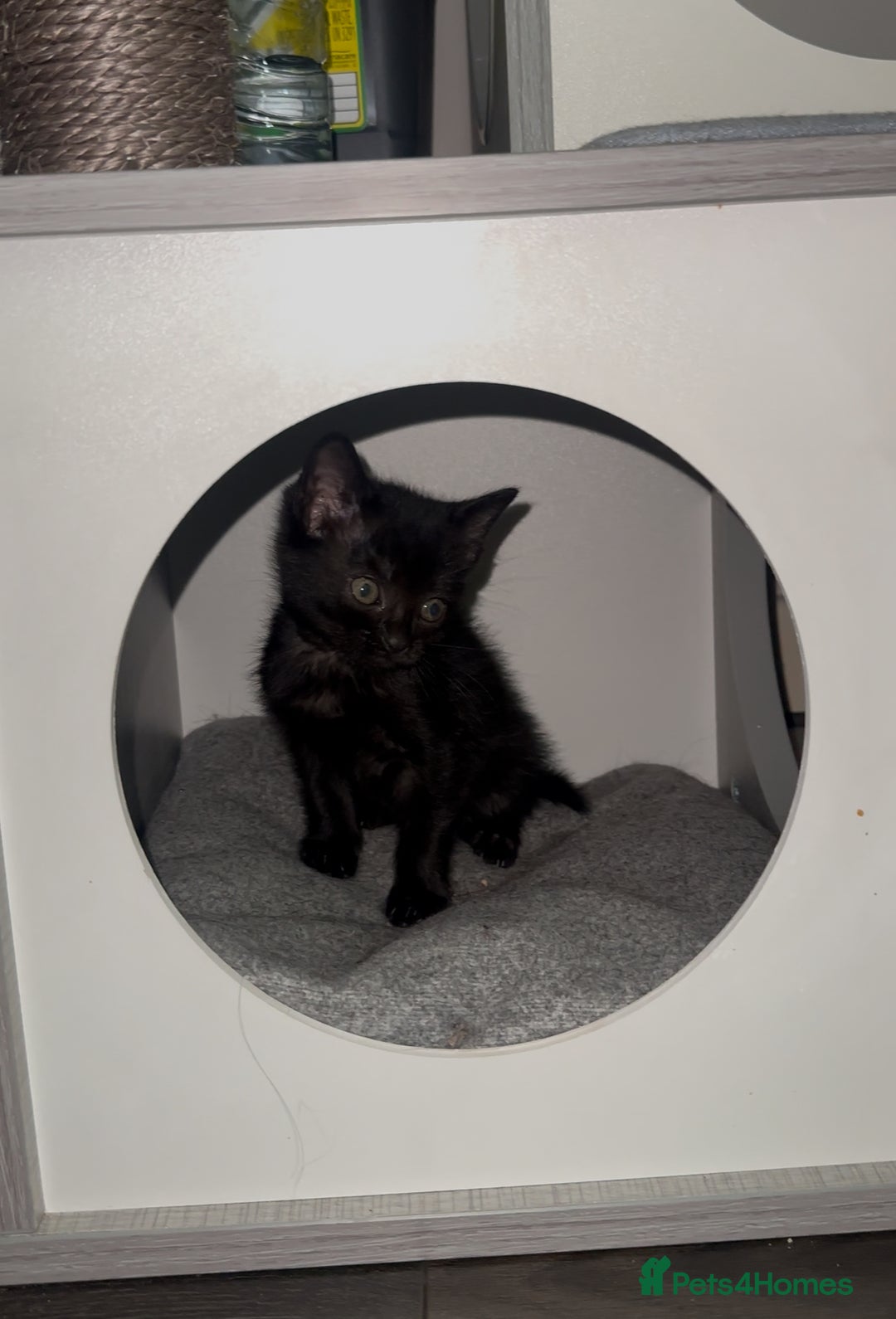 Mixed Breed cats for sale: Mixed breed kittens  - Image 14