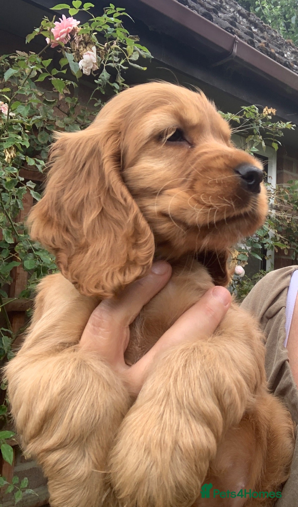 Cocker Spaniel dogs READY NOW 🐶 Show Cocker Spaniels KC Reg - Advert 1