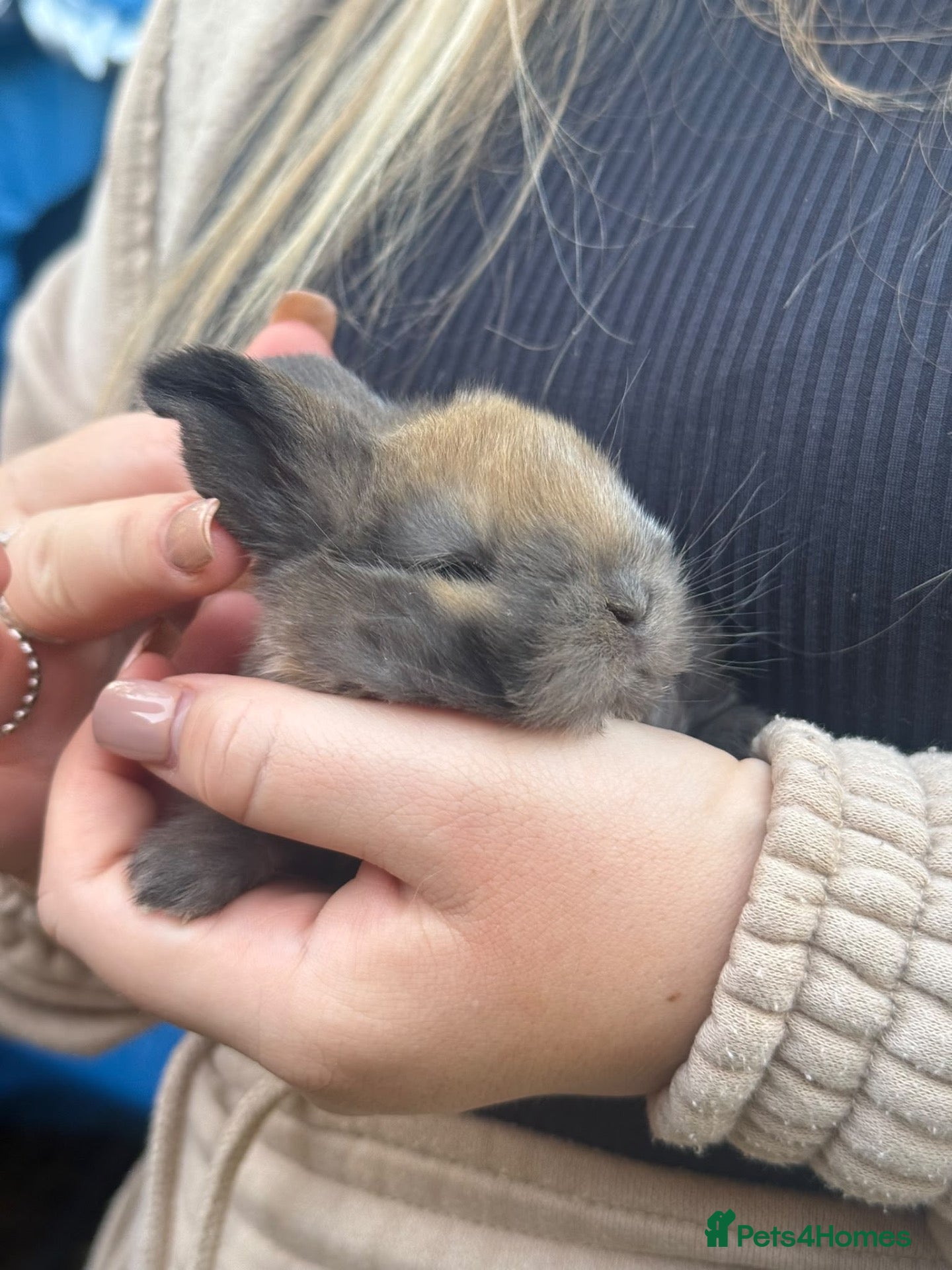 Mini Lop rabbits Beautiful baby mini lops  - Advert 11