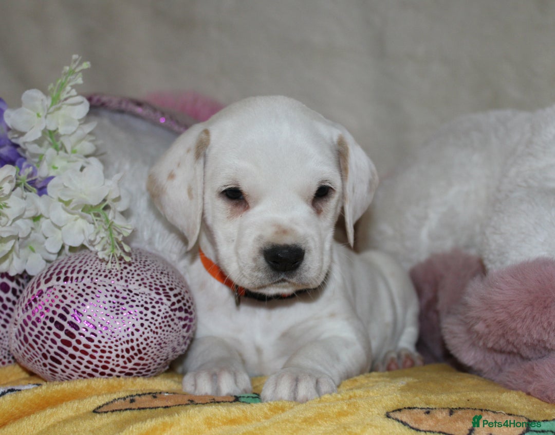 Dalmatian dogs for sale: Top quality Dalmatian puppies - Advert 19