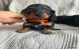 Dachshund dogs for sale: Dachshund  - Image 8