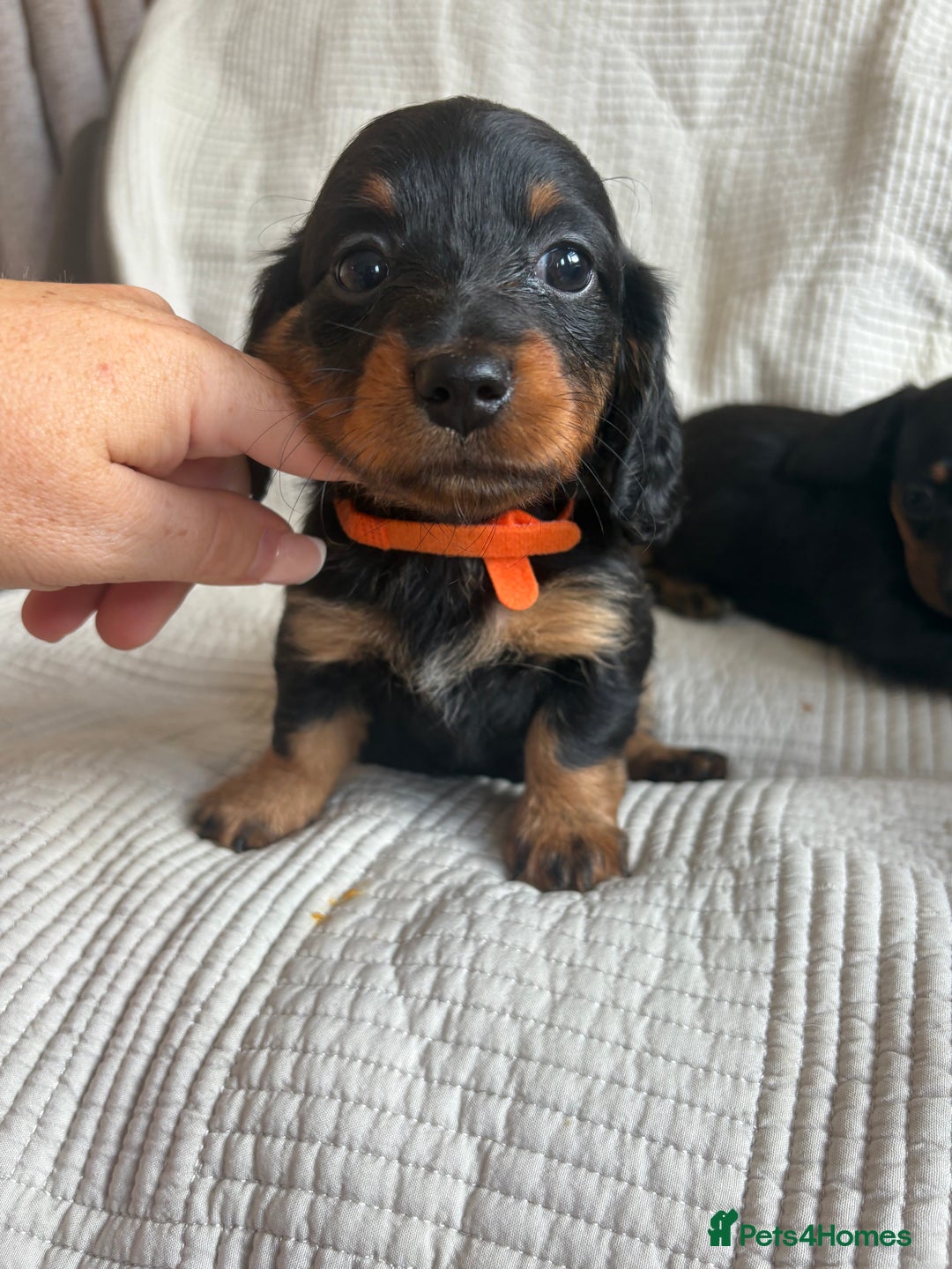Dachshund dogs for sale: Dachshund  - Image 8
