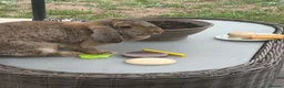 Mixed Breed rabbits for sale: 2 x  12 month old female rabbits/complete set up  in Nantwich - Advert 5