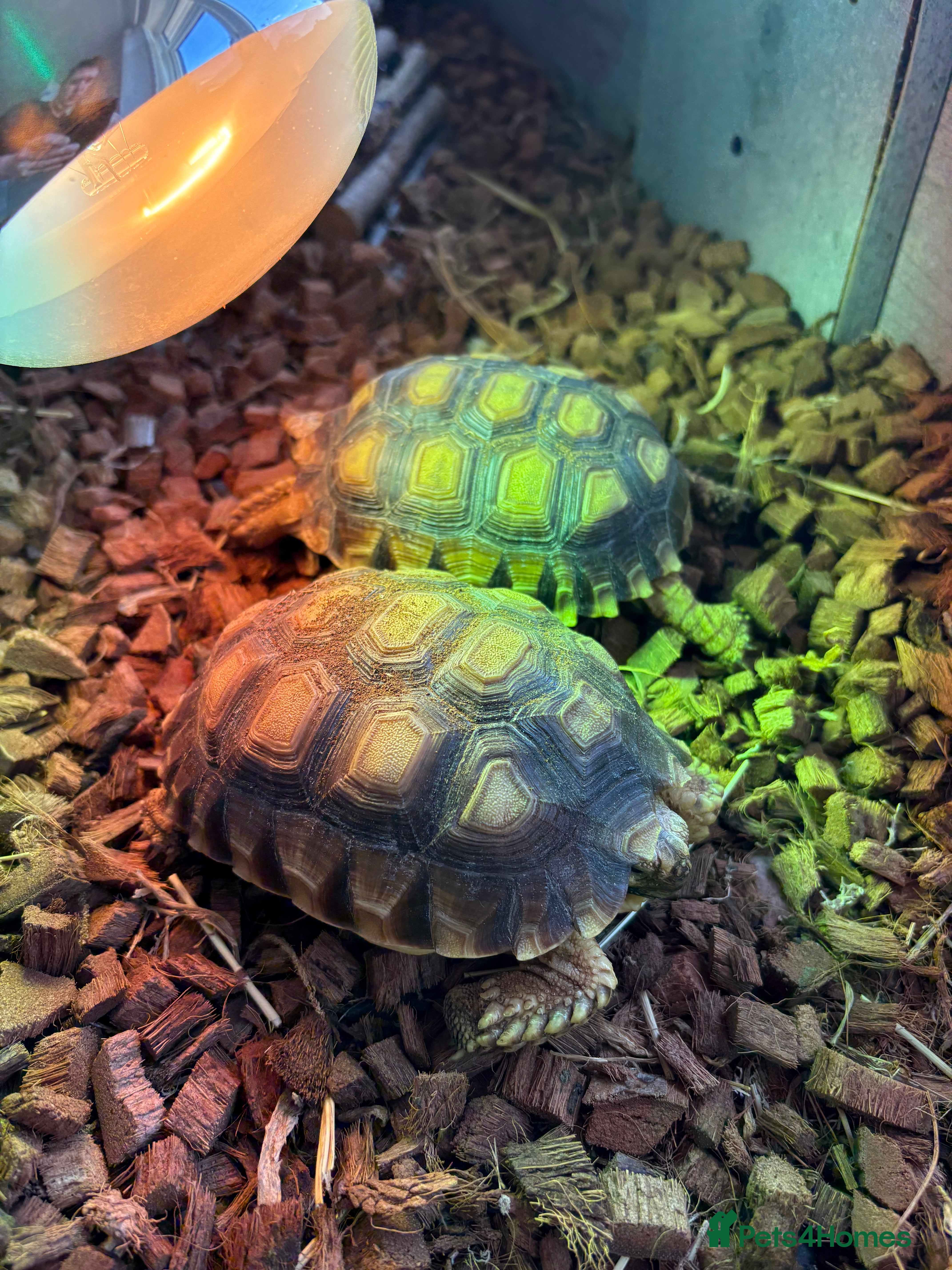 Tortoise reptiles Two Sulcata Tortoises - Advert 1