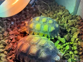 Tortoise reptiles Two Sulcata Tortoises - Advert 1