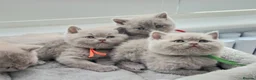 British Shorthair cats for sale: Beautiful Pure Breed ✨ British Shorthair Kittens ⭐ - Advert 3