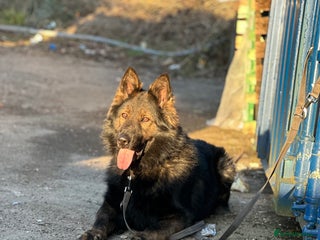 German Shepherd dogs in Newport - Advert 26