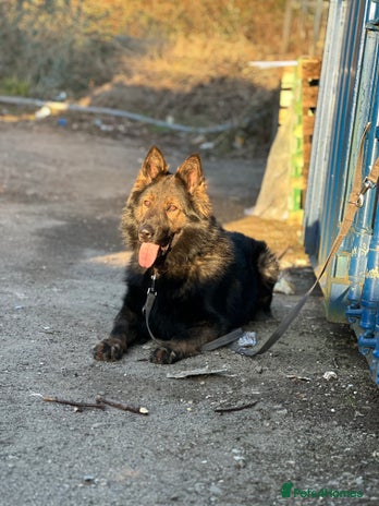 German Shepherd dogs in Newport - Advert 1