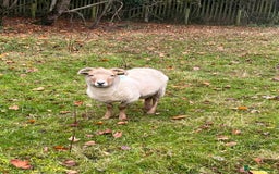 Sheep livestock for sale: 2 x Portland sheep for pet homes - Image 3