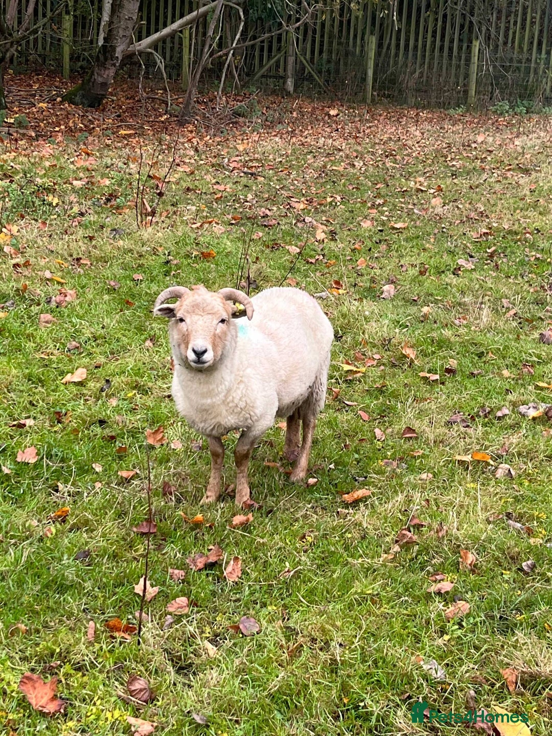 Sheep livestock for sale: 2 x Portland sheep for pet homes - Image 3