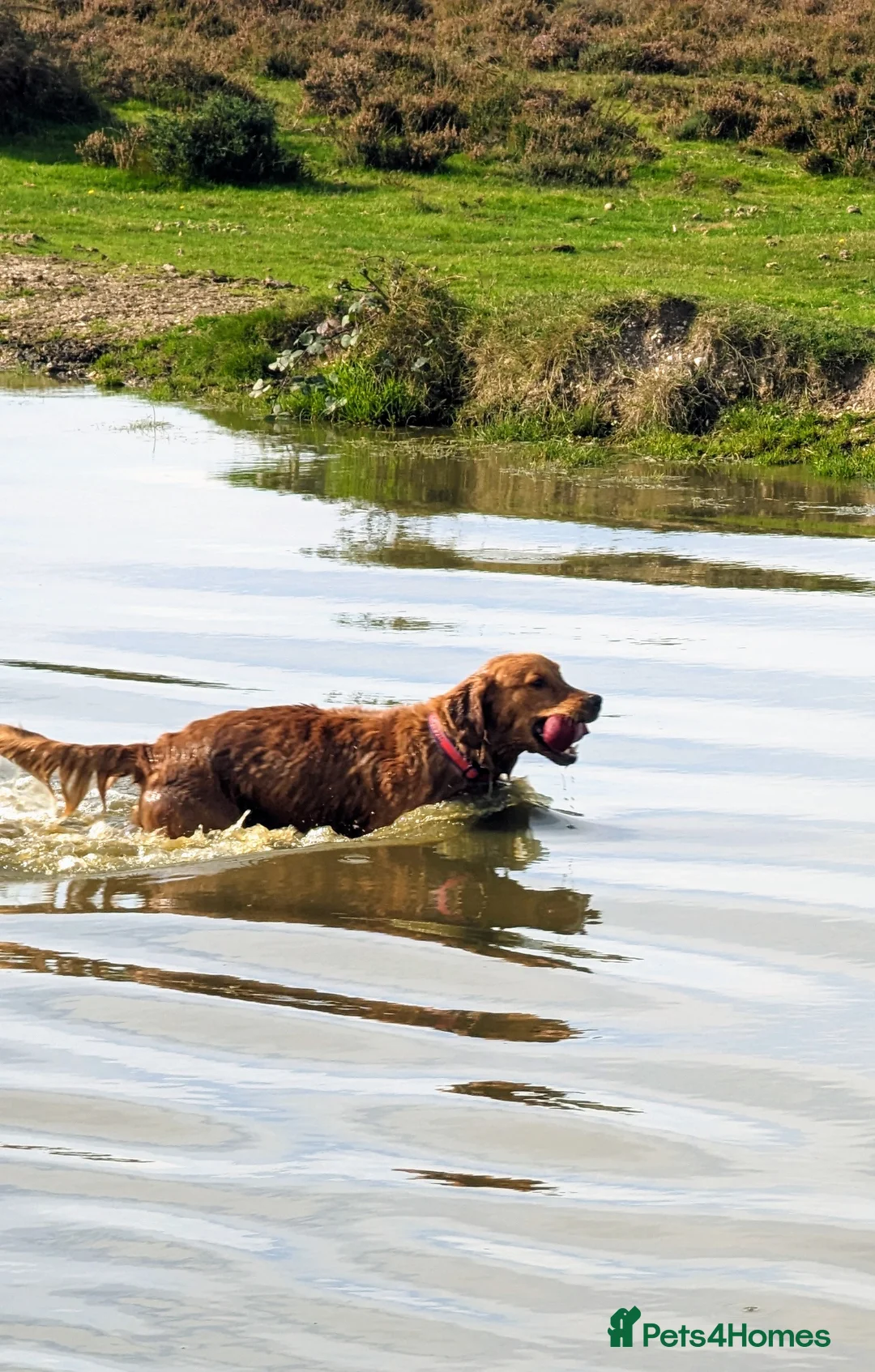 Golden Retriever dogs for stud: Gorgeous Gus for Stud  in Faringdon - Advert 6