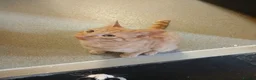 Mixed Breed cats for sale: Mixed breed - Advert 4