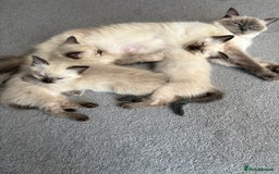 Ragdoll cats for sale: Stunning Ragdoll kittens ready for forever home - Image 12