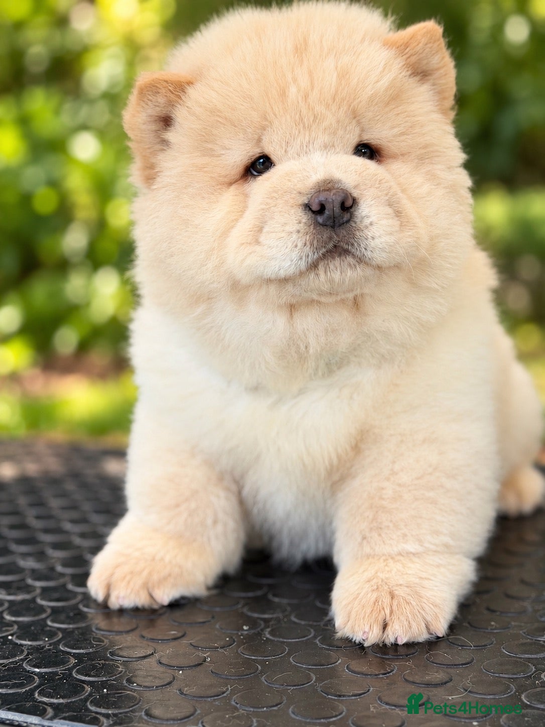 Chow Chow dogs Beautiful chow chow puppies  - Advert 2