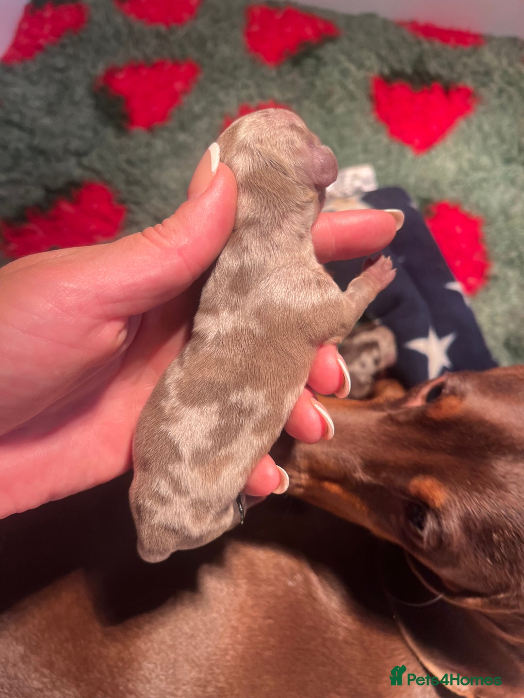 Miniature Dachshund dogs for sale: Isabella dapple KC stunning healthy dachshund  - Image 17