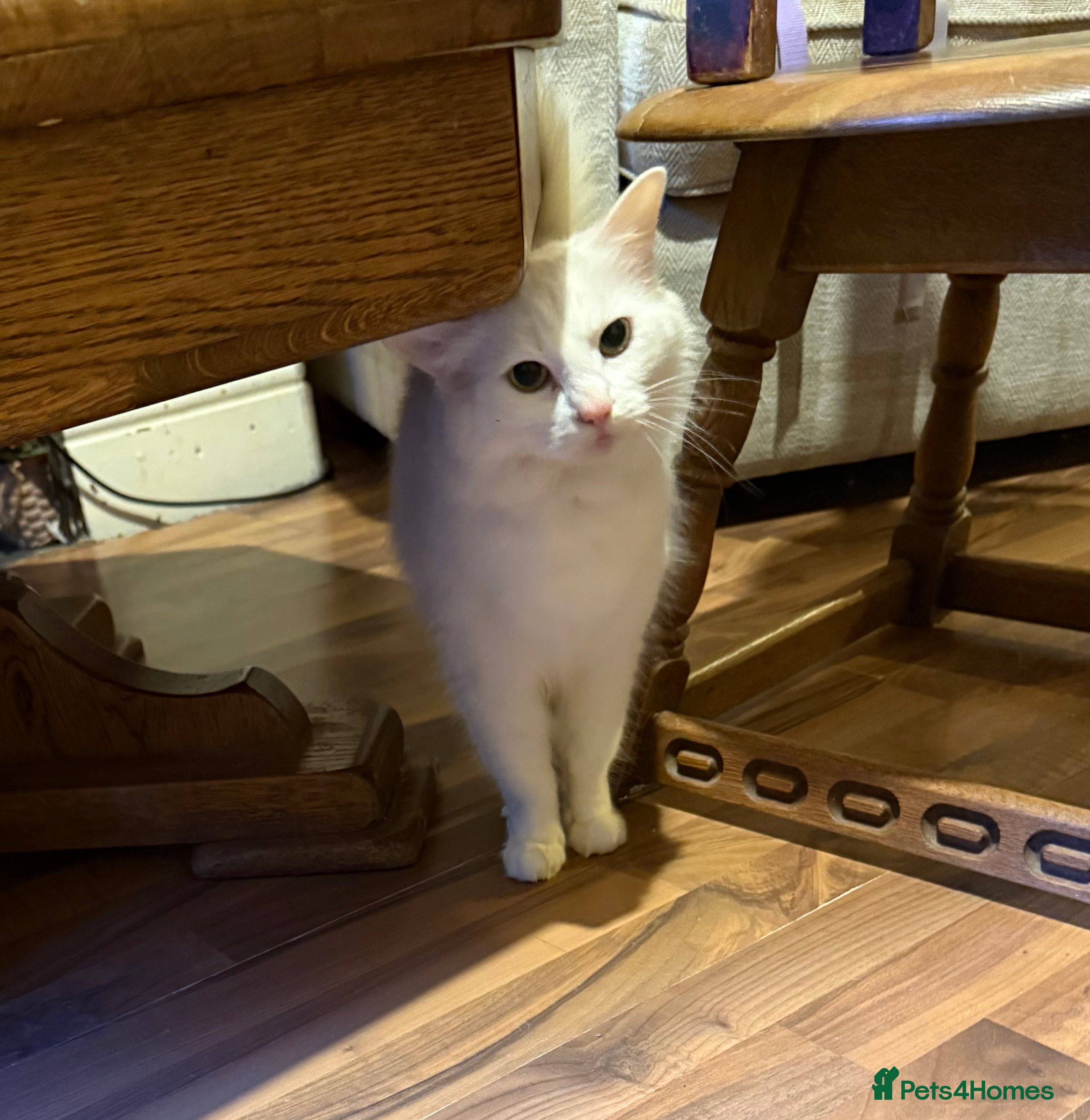 British Longhair cats 8 Year old British Longhair Domestic Cat for sale - Advert 3