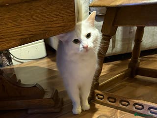 British Longhair cats 8 Year old British Longhair Domestic Cat for sale - Advert 3