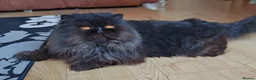 Persian cats for sale: Intact active adult black male - Advert 14