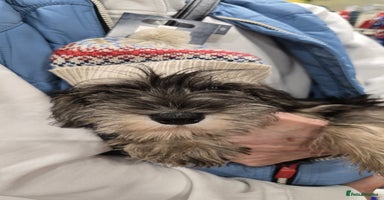 Miniature Schnauzer dogs - Advert 1