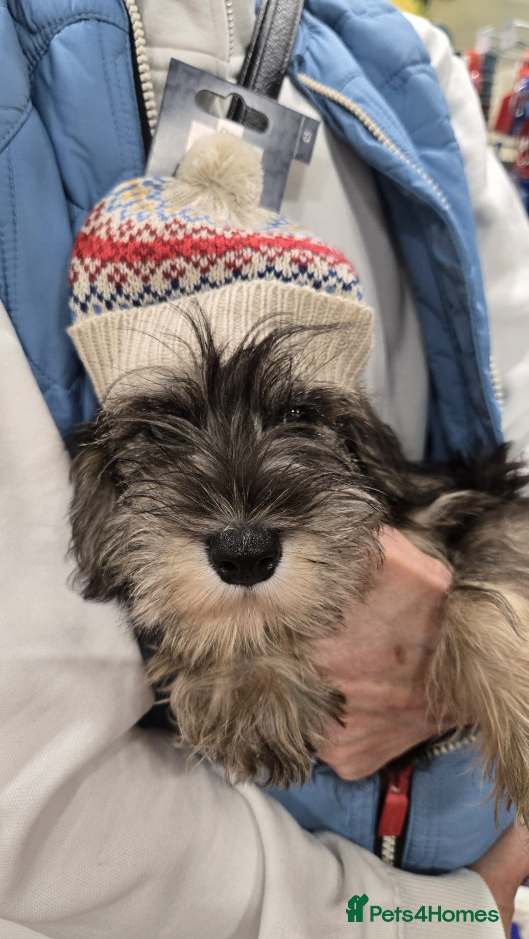Miniature Schnauzer dogs for sale: Adorable Miniature Schnauzer Puppies for Sale - Image 3